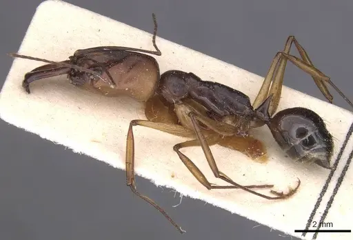 Odontomachus assiniensis specimen CASENT0915470 image casent0915470_3