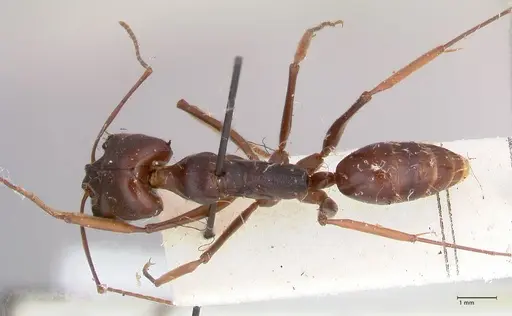 Odontomachus assiniensis specimen FOCOL1047 image focol1047_1