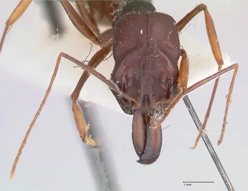 Odontomachus assiniensis specimen FOCOL1047 image focol1047_2