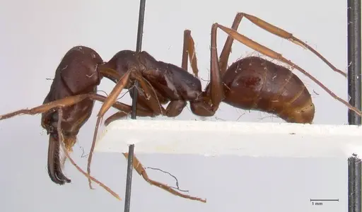 Odontomachus assiniensis specimen FOCOL1047 image focol1047_3