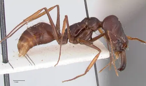 Odontomachus assiniensis specimen FOCOL1047 image focol1047_4