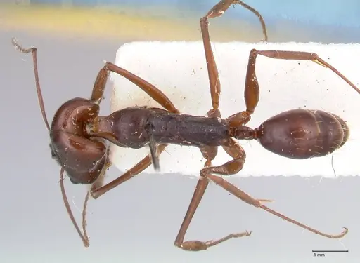 Odontomachus assiniensis specimen FOCOL1048 image focol1048_1