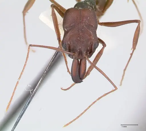 Odontomachus assiniensis specimen FOCOL1048 image focol1048_2