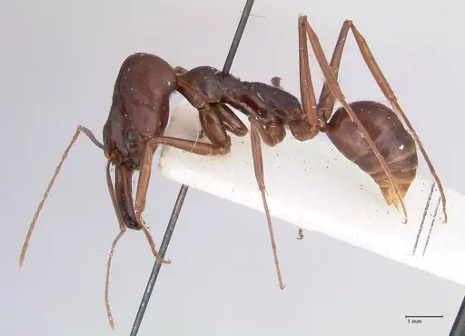 Odontomachus assiniensis specimen FOCOL1048 image focol1048_3