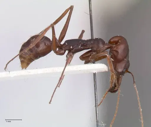 Odontomachus assiniensis specimen FOCOL1048 image focol1048_4