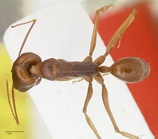 Odontomachus assiniensis specimen FOCOL2304 image focol2304_1