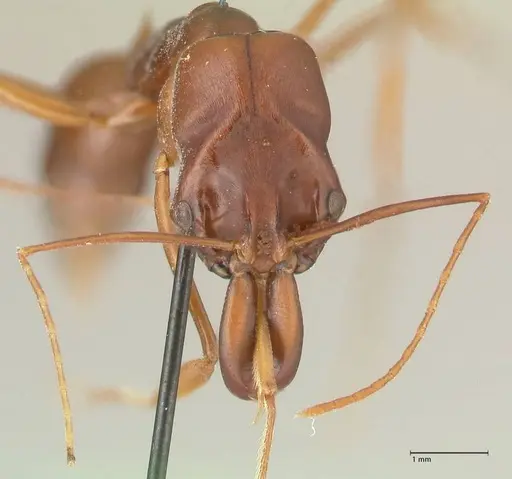 Odontomachus assiniensis specimen FOCOL2304 image focol2304_2