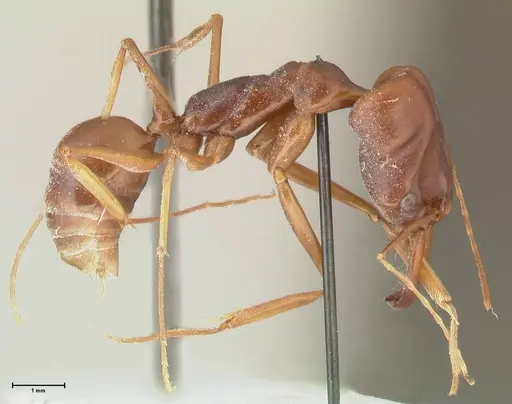 Odontomachus assiniensis specimen FOCOL2304 image focol2304_3