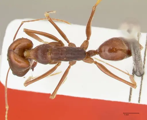 Odontomachus assiniensis specimen FOCOL2305 image focol2305_1