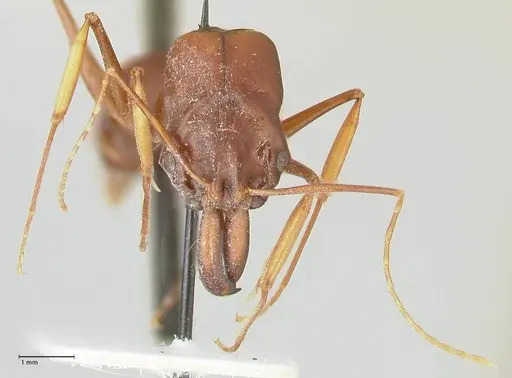 Odontomachus assiniensis specimen FOCOL2305 image focol2305_2