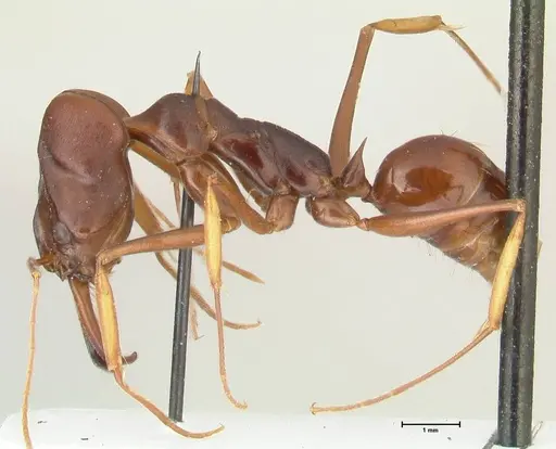 Odontomachus assiniensis specimen FOCOL2305 image focol2305_3
