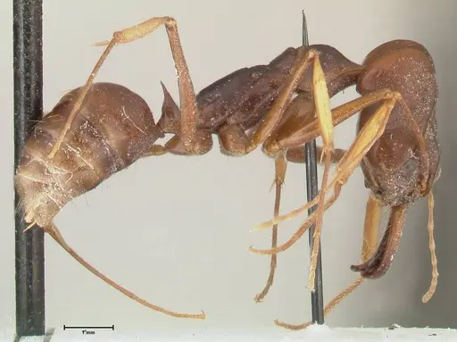 Odontomachus assiniensis specimen FOCOL2305 image focol2305_4