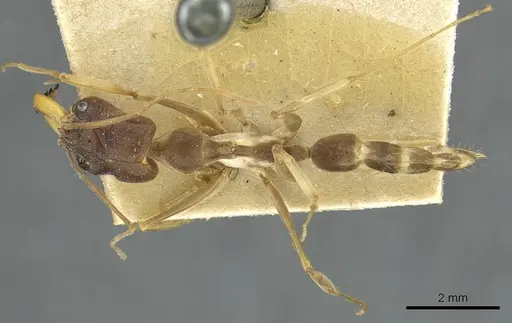 Odontomachus assiniensis specimen RMCAENT000017744 image rmcaent000017744_1