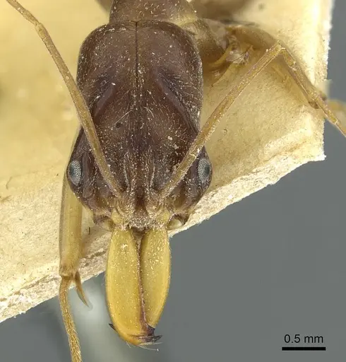 Odontomachus assiniensis specimen RMCAENT000017744 image rmcaent000017744_2