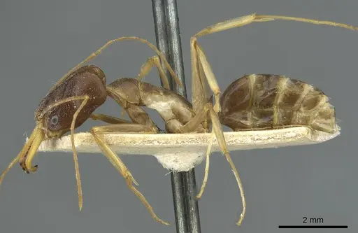 Odontomachus assiniensis specimen RMCAENT000017744 image rmcaent000017744_3