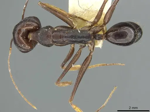 Odontomachus assiniensis specimen RMCAENT000017745 image rmcaent000017745_1