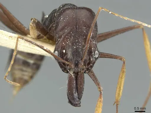 Odontomachus assiniensis specimen RMCAENT000017745 image rmcaent000017745_2