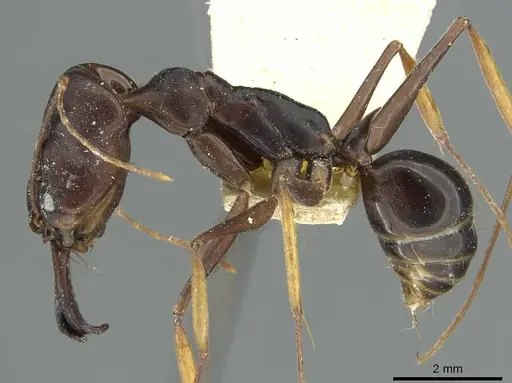 Odontomachus assiniensis specimen RMCAENT000017745 image rmcaent000017745_3