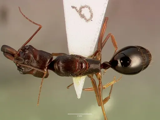 Odontomachus assiniensis specimen SAM-HYM-C002699A image sam-hym-c002699a_1
