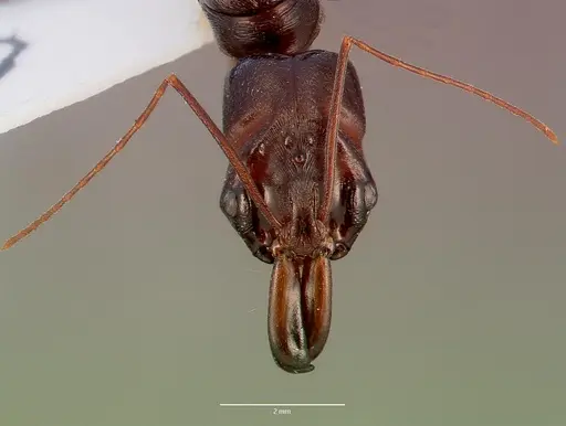 Odontomachus assiniensis specimen SAM-HYM-C002699A image sam-hym-c002699a_2