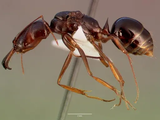 Odontomachus assiniensis specimen SAM-HYM-C002699A image sam-hym-c002699a_3