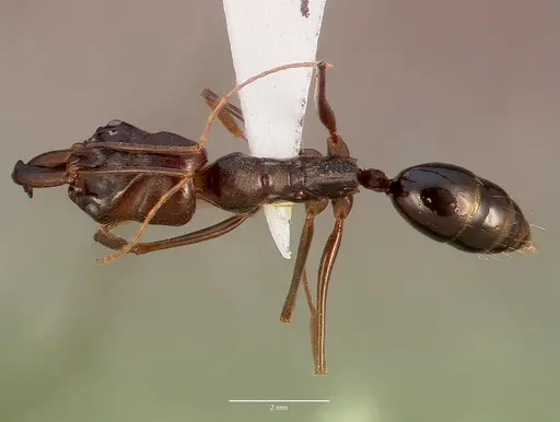 Odontomachus assiniensis specimen SAM-HYM-C002699B image sam-hym-c002699b_1