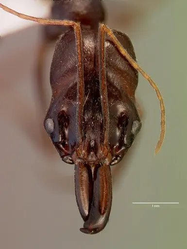 Odontomachus assiniensis specimen SAM-HYM-C002699B image sam-hym-c002699b_2