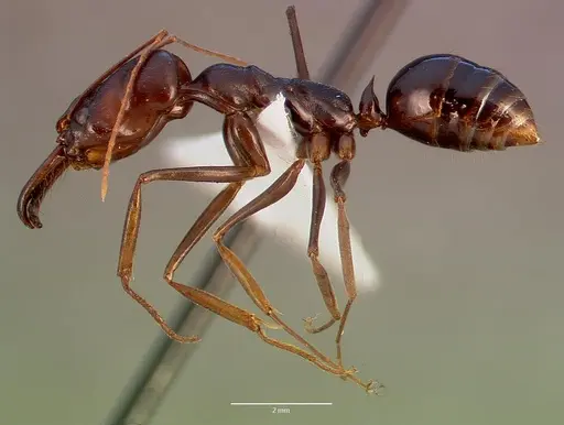 Odontomachus assiniensis specimen SAM-HYM-C002699B image sam-hym-c002699b_3