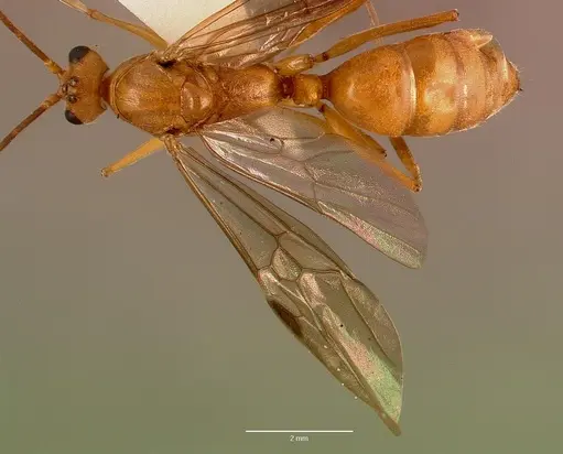 Odontomachus assiniensis specimen SAM-HYM-C005434A image sam-hym-c005434a_1
