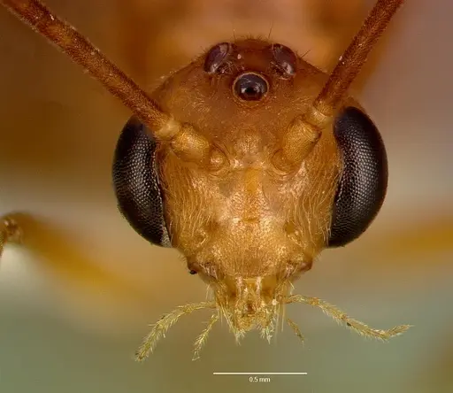 Odontomachus assiniensis specimen SAM-HYM-C005434A image sam-hym-c005434a_2