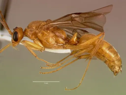 Odontomachus assiniensis specimen SAM-HYM-C005434A image sam-hym-c005434a_3