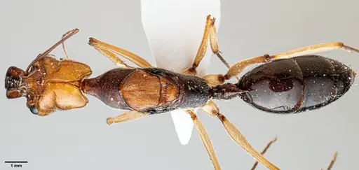 Odontomachus banksi specimen ANTWEB1060654 image antweb1060654_1
