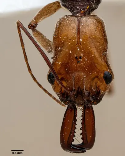 Odontomachus banksi specimen ANTWEB1060654 image antweb1060654_2