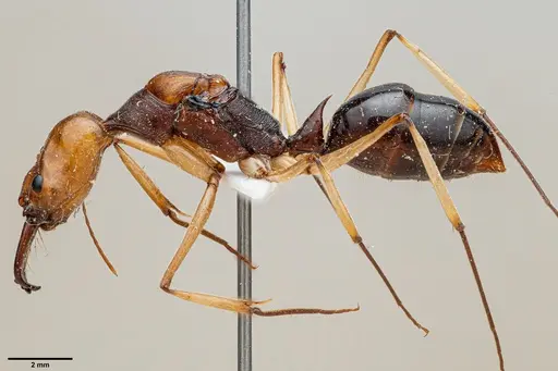 Odontomachus banksi specimen ANTWEB1060654 image antweb1060654_3