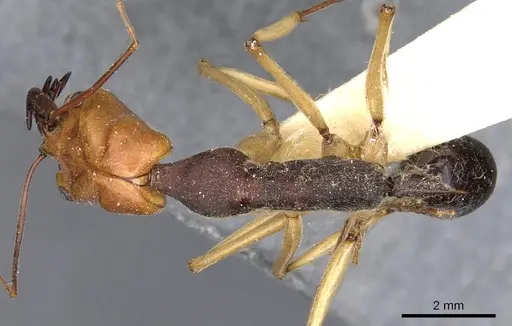 Odontomachus banksi specimen CASENT0901975 image casent0901975_1