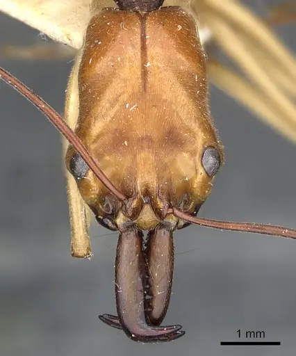 Odontomachus banksi specimen CASENT0901975 image casent0901975_2
