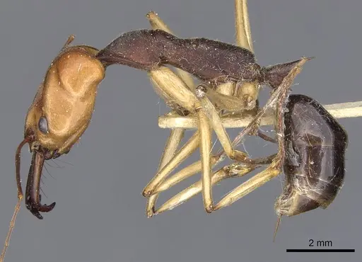 Odontomachus banksi specimen CASENT0901975 image casent0901975_4
