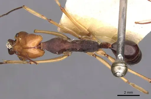Odontomachus banksi specimen CASENT0907422 image casent0907422_1