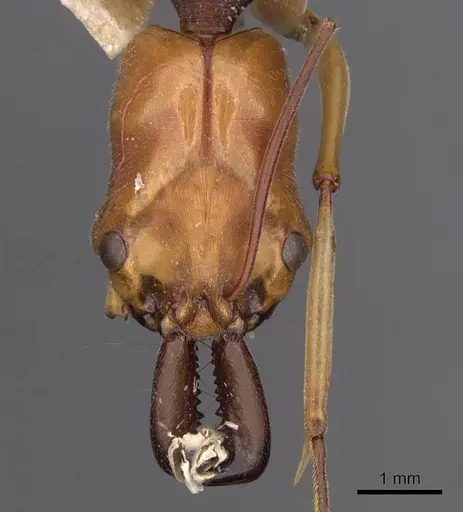 Odontomachus banksi specimen CASENT0907422 image casent0907422_2