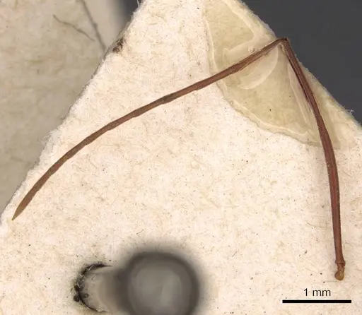 Odontomachus banksi specimen CASENT0907422 image casent0907422_3