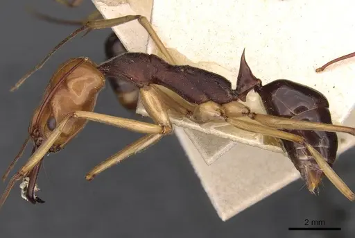 Odontomachus banksi specimen CASENT0907422 image casent0907422_4