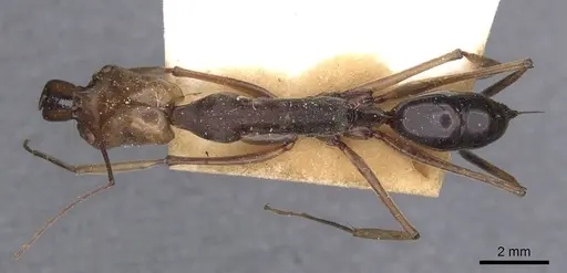 Odontomachus banksi specimen CASENT0915243 image casent0915243_1