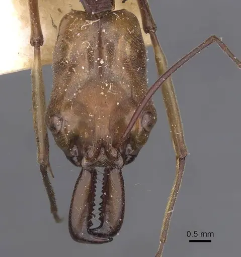 Odontomachus banksi specimen CASENT0915243 image casent0915243_2