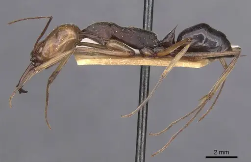 Odontomachus banksi specimen CASENT0915243 image casent0915243_3