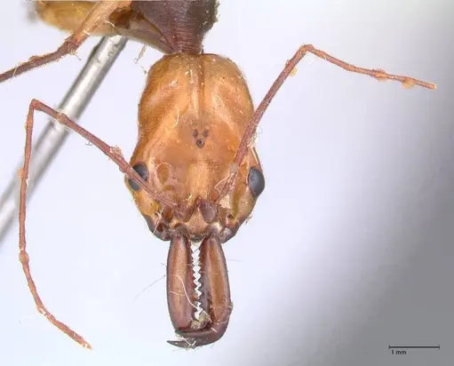 Odontomachus banksi specimen FOCOL1060 image focol1060_2