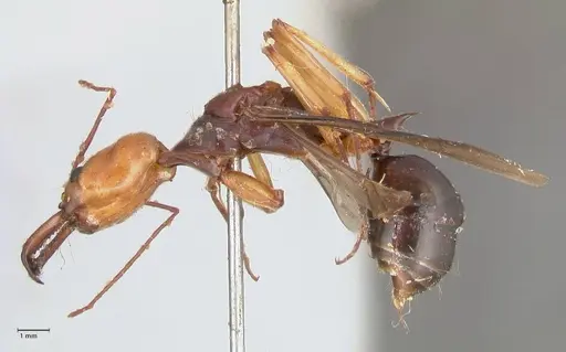 Odontomachus banksi specimen FOCOL1060 image focol1060_3