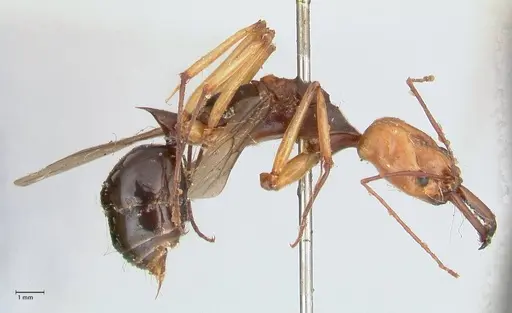 Odontomachus banksi specimen FOCOL1060 image focol1060_4