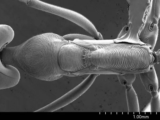 Odontomachus bauri specimen ANTWEB1008557 image antweb1008557_1