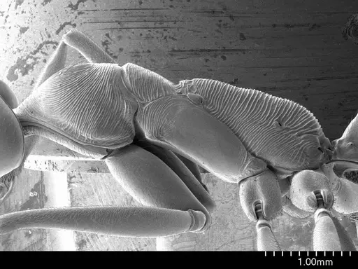 Odontomachus bauri specimen ANTWEB1008557 image antweb1008557_3