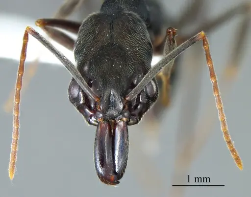 Odontomachus bauri specimen ANTWEB1041396 image antweb1041396_1
